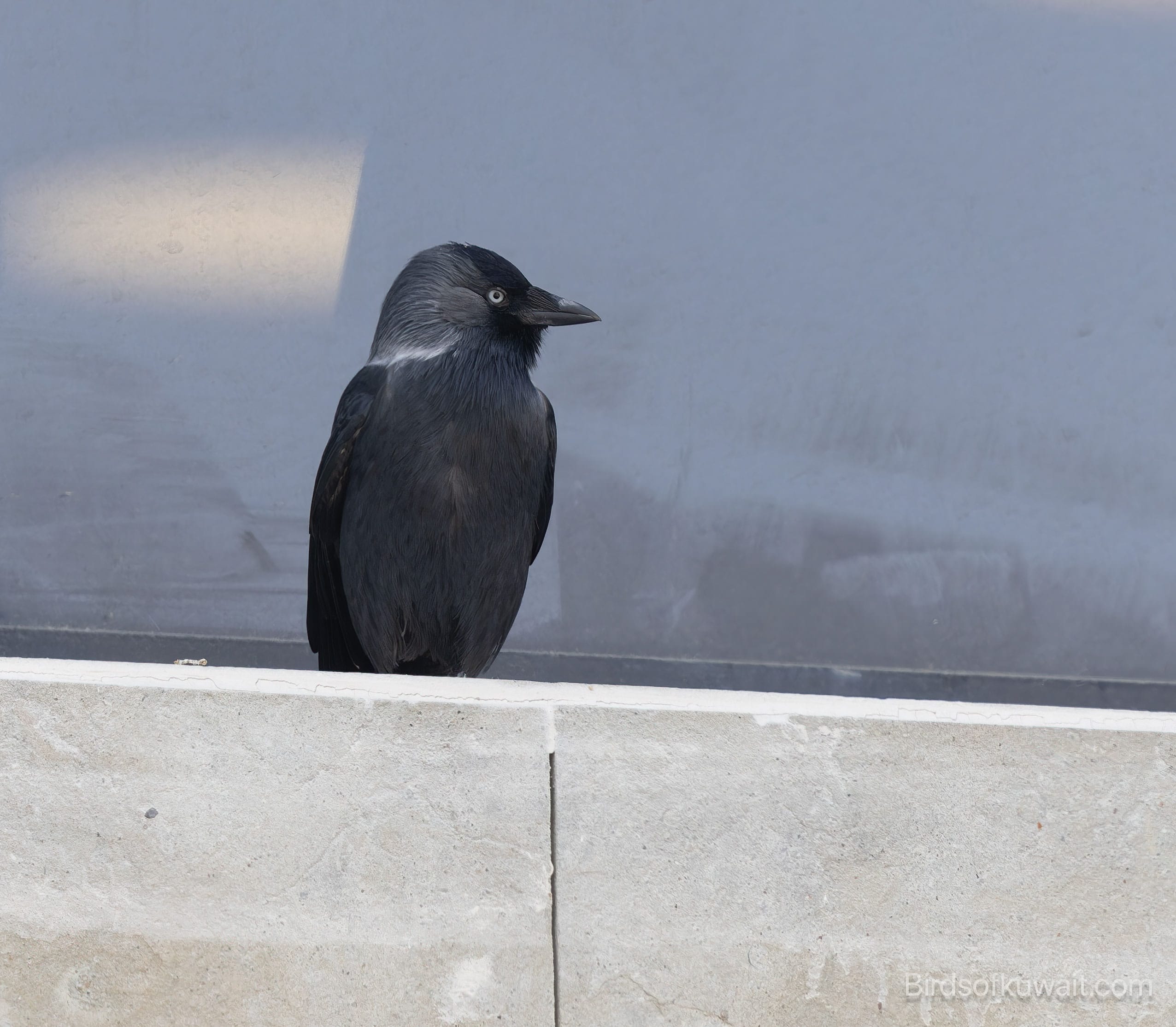 Western Jackdaw Coloeus monedula
